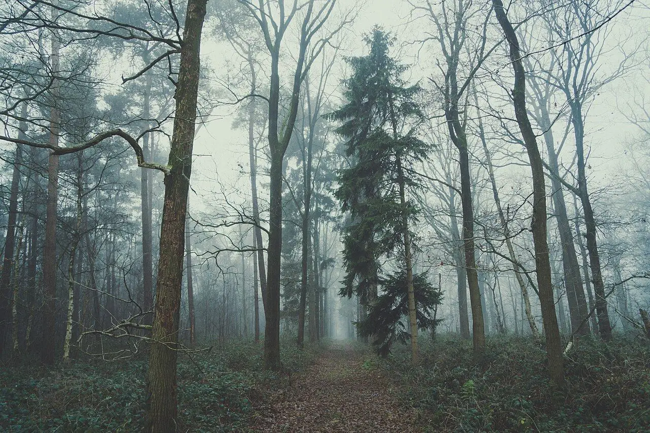 Floresta coberta de neblina