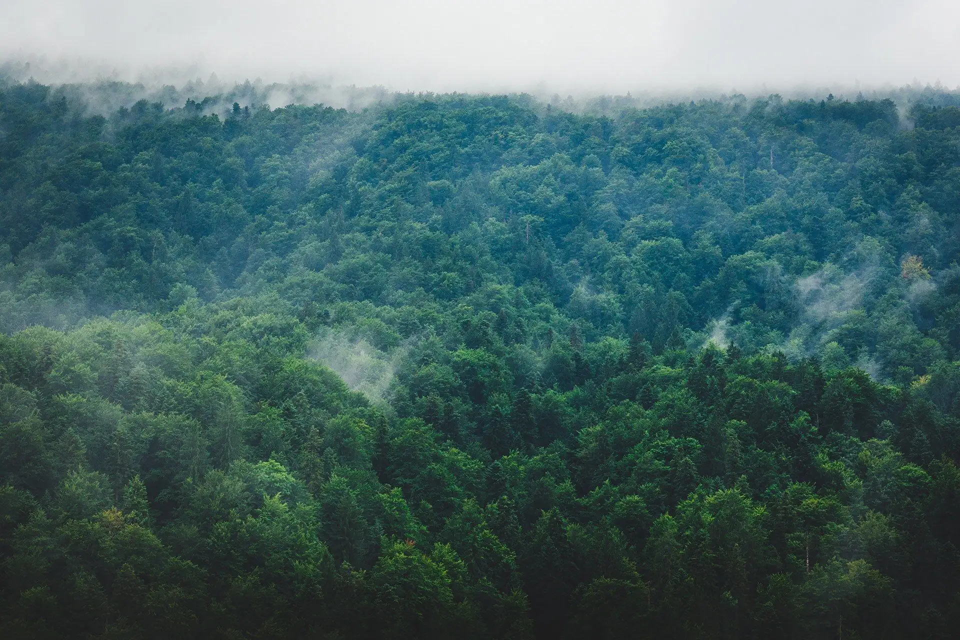 Floresta com neblina